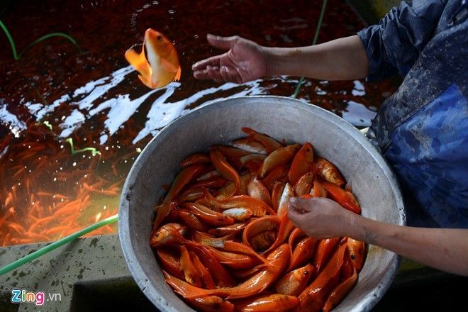 Việc phân loại cũng mất khá nhiều thời gian. Cá to nhất sẽ được giữ lại gây giống sinh sản cho năm sau.