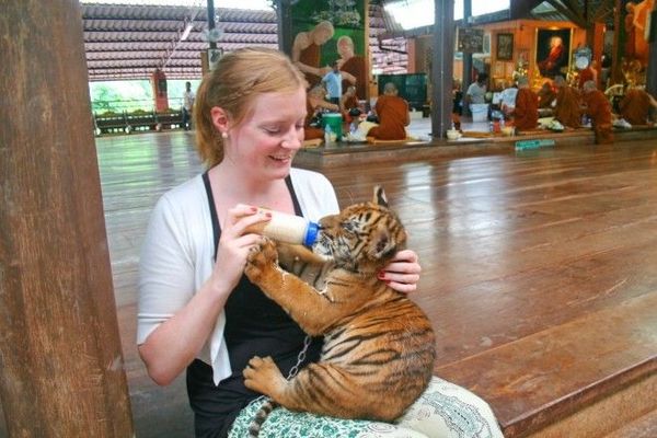 4tigertemple