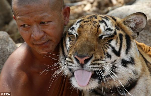 8tigertemple