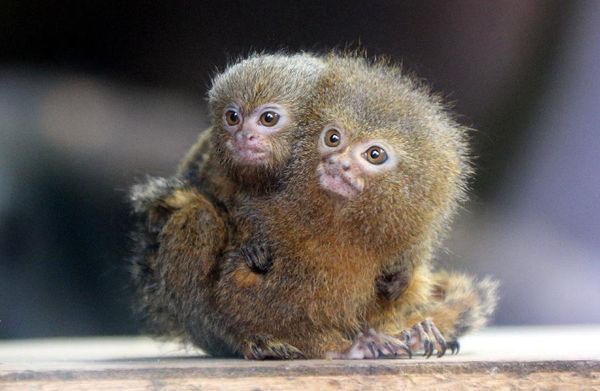 7smallestmonkey