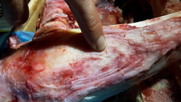 Giòi bò lúc nhúc trong xương đã bốc mùi hôi thối của lô hàng thịt trâu Ấn Độ bị bắt tại Bình Thuận - Ảnh: NG.NAM