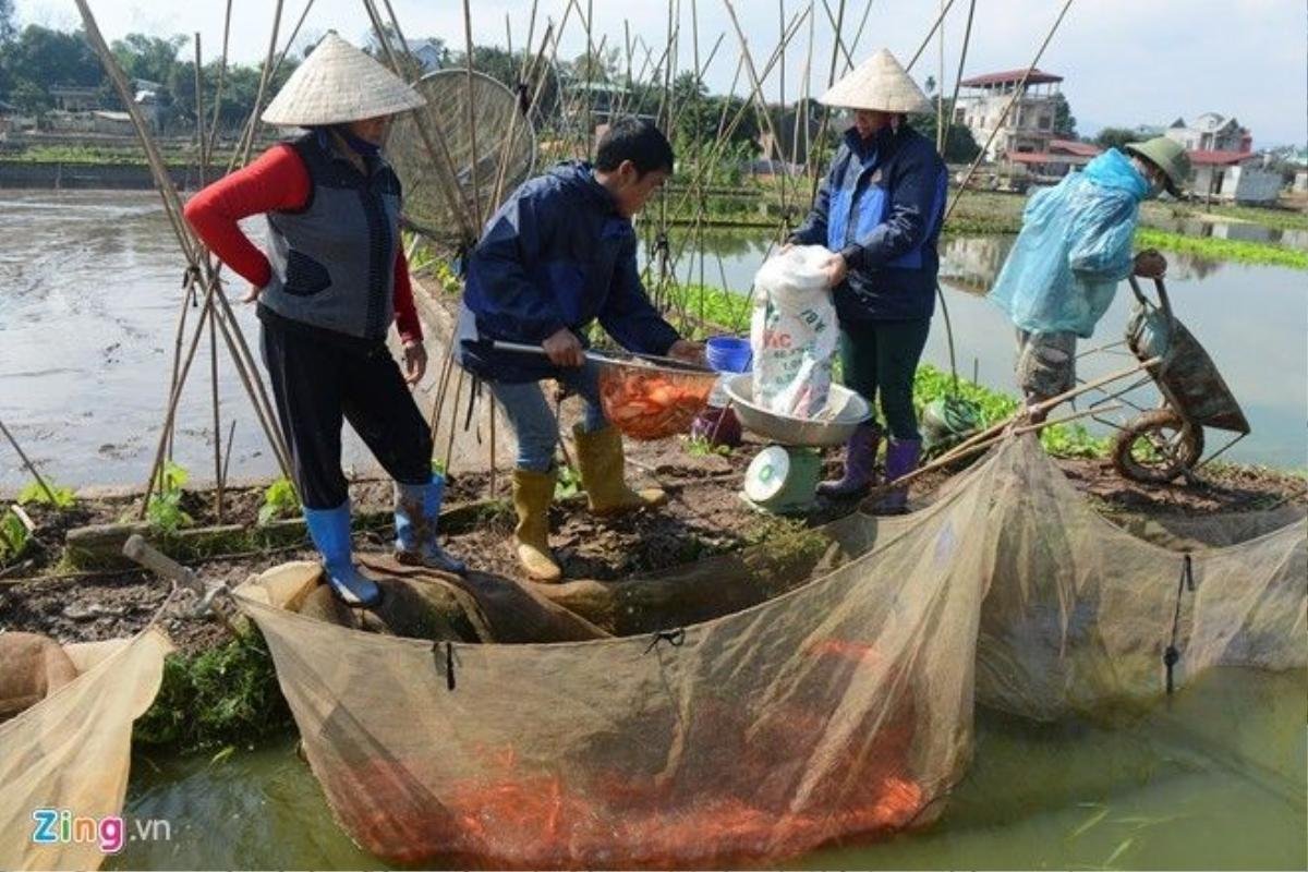 Chị Nguyễn Thị Vinh bán cá cho thương lái ngay tại ao.