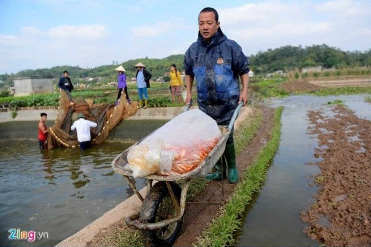 Gia đình anh Thiện là một trong những hộ nuôi cá chép đỏ lớn nhất của làng. Chưa kể nhà ông bà, anh chị em trong nhà, riêng hai ao nuôi của anh đã thu hoạch được hơn 3 tạ cá.