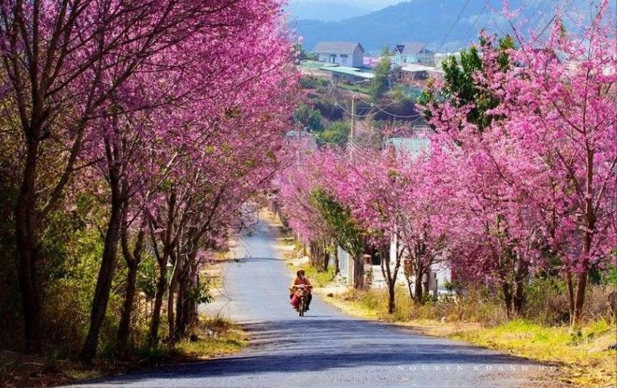 Mai anh đào đang mùa nở rộ ở các khu vực Hồ Xuân Hương, Trần Hưng Đạo, đặc biệt con đường dốc Đa Quý nổi tiếng bởi hàng cây “khoác áo hồng” tuyệt đẹp.